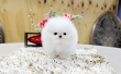 T- Cup Pomeranian Puppies For Good Homes